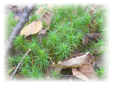 DSCN9291-1.jpg