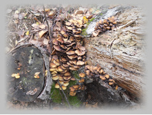 DSCN9313-1.jpg