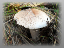 DSCN9340-1.jpg