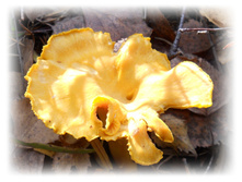 DSCN9344-1.jpg
