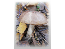 DSCN9368-1.jpg