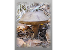 DSCN9369-1.jpg