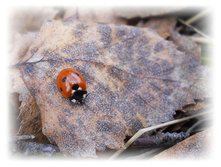 DSCN9371-1.jpg