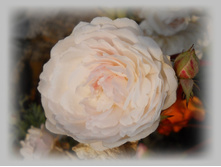 DSCN9200-1.jpg