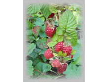 DSCN9208-1.jpg