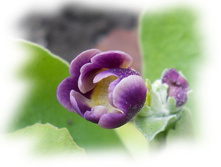 DSCN9223-1.jpg