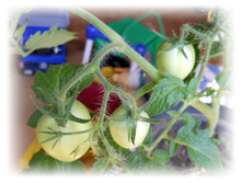 DSCN5680.JPG