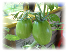 DSCN5681.JPG