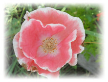 DSCN5685.JPG
