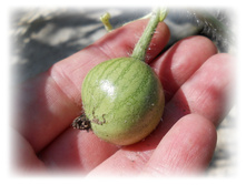 DSCN5735.JPG