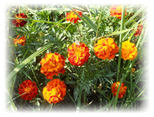 DSCN5750.JPG