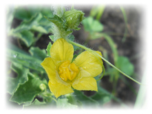 DSCN5802.JPG
