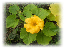 DSCN5807.JPG