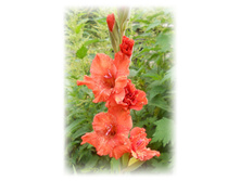 DSCN5811.JPG
