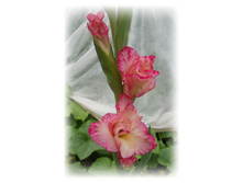 DSCN5819.JPG