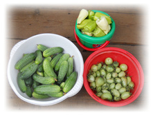 DSCN5917.JPG