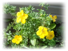 DSCN6041.JPG