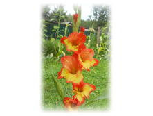 DSCN6049.JPG