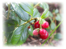 DSCN6115.JPG
