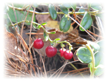 DSCN6118.JPG