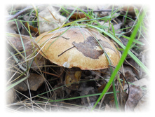 DSCN6131.JPG