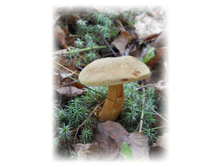 DSCN6132.JPG