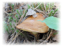 DSCN6135.JPG