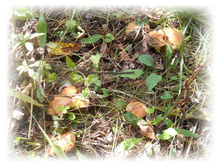 DSCN6143.JPG