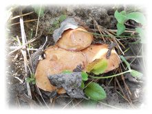 DSCN6144.JPG