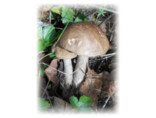 DSCN6156.JPG