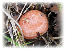 DSCN6198.JPG