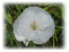 DSCN6199.JPG