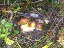 IMG_20120830_085857.jpg