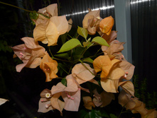 Golden tango