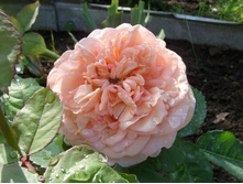 S73R8238.JPG