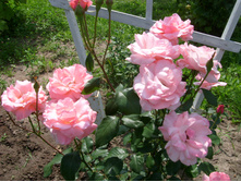 S73R8493.JPG