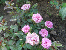 S73R8564.JPG