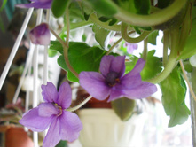 SDC12198.JPG