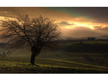 01489_treeandthemountain_2560x1600.jpg