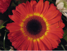 10.02.2008 17:38:36