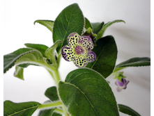 DSC04121.JPG