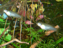 Alfaro cultratus (��������� �������)