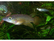 Alfaro & Aplocheilus lineatus Red ?