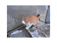 ppya-sam0040rjn.jpg