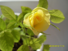 SDC11606.JPG