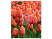 Apricot Impression 8�..jpg