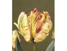 Apricot Parrot 11�..jpg