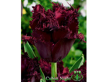 CUBAN NIGHT 25�..jpg