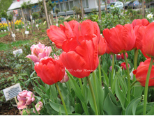 Holland Happening 14�..jpg