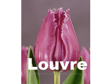 Louvre 12�..jpg